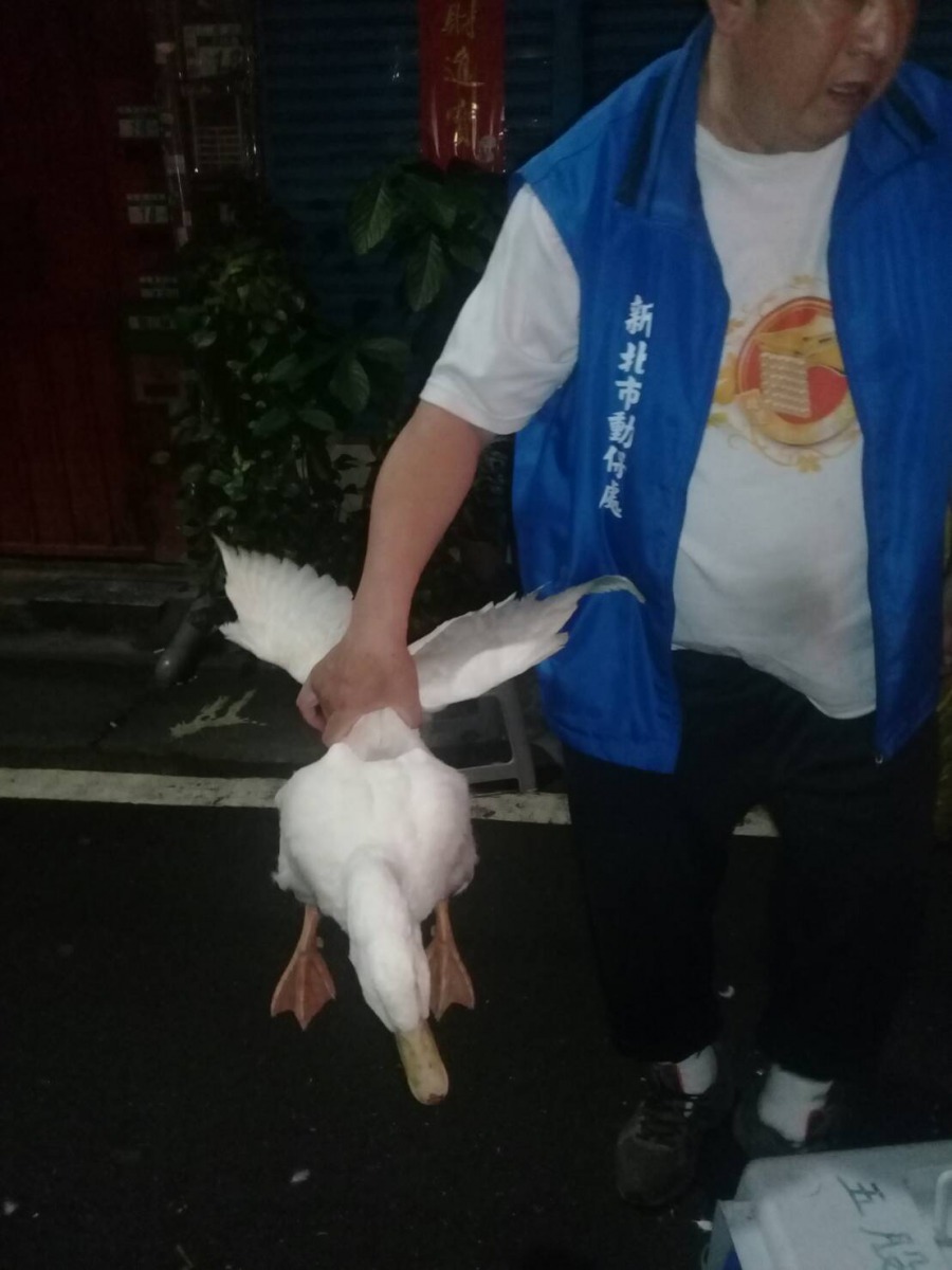 新北市動保處在新北市板橋區河濱路段捕獲流浪鴨。新北市動保處/