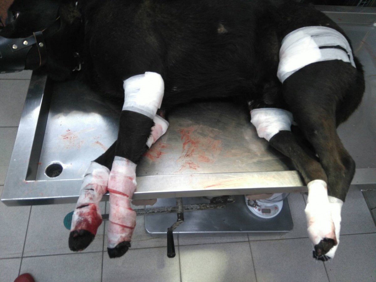 基隆市一名飼主就是開貨車牽引家中飼養的黑狗,導致黑狗四肢與身體多處破皮流血。基隆動保所/提供