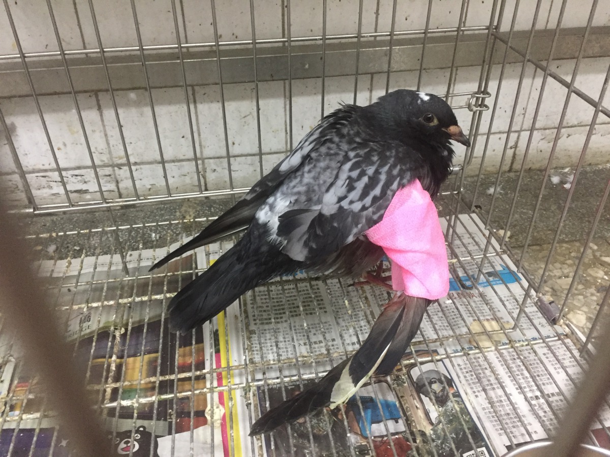 受傷野鴿後送動保處救援。新北市動保處/提供