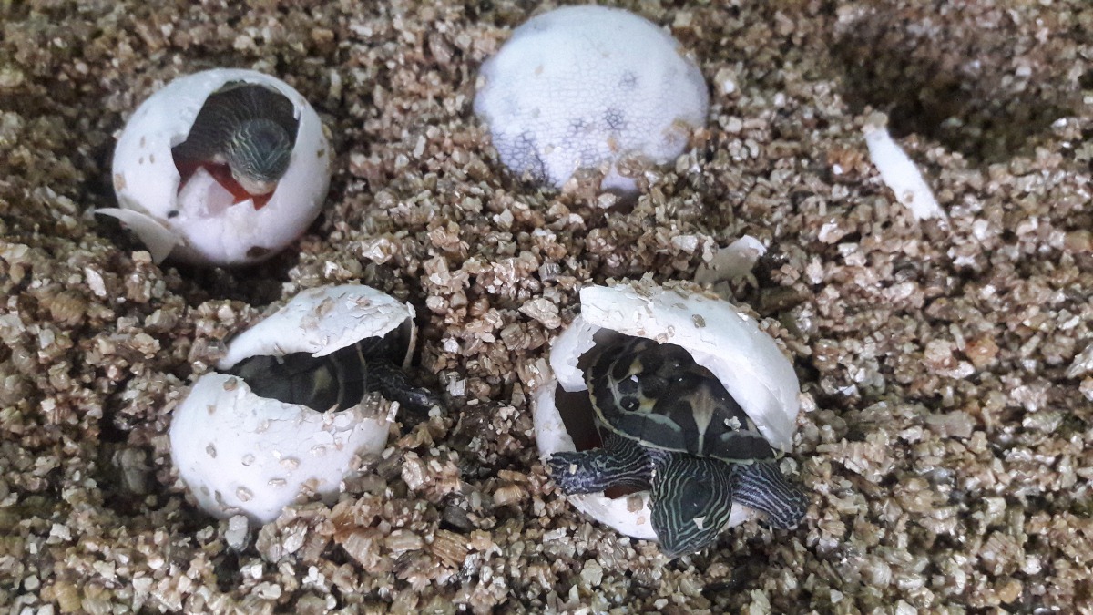 雖然斑龜媽媽沒有撐過治療期，但志工與同學將牠的蛋保留下來，期待看到奇蹟，就在兩個半月後，龜寶寶們竟逐一破殼而出了！志工/提供