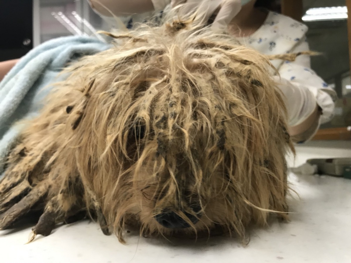 惡房客退租後棄養15隻狗，屋內環境髒亂不堪、發出惡臭。新北市動保處/提供