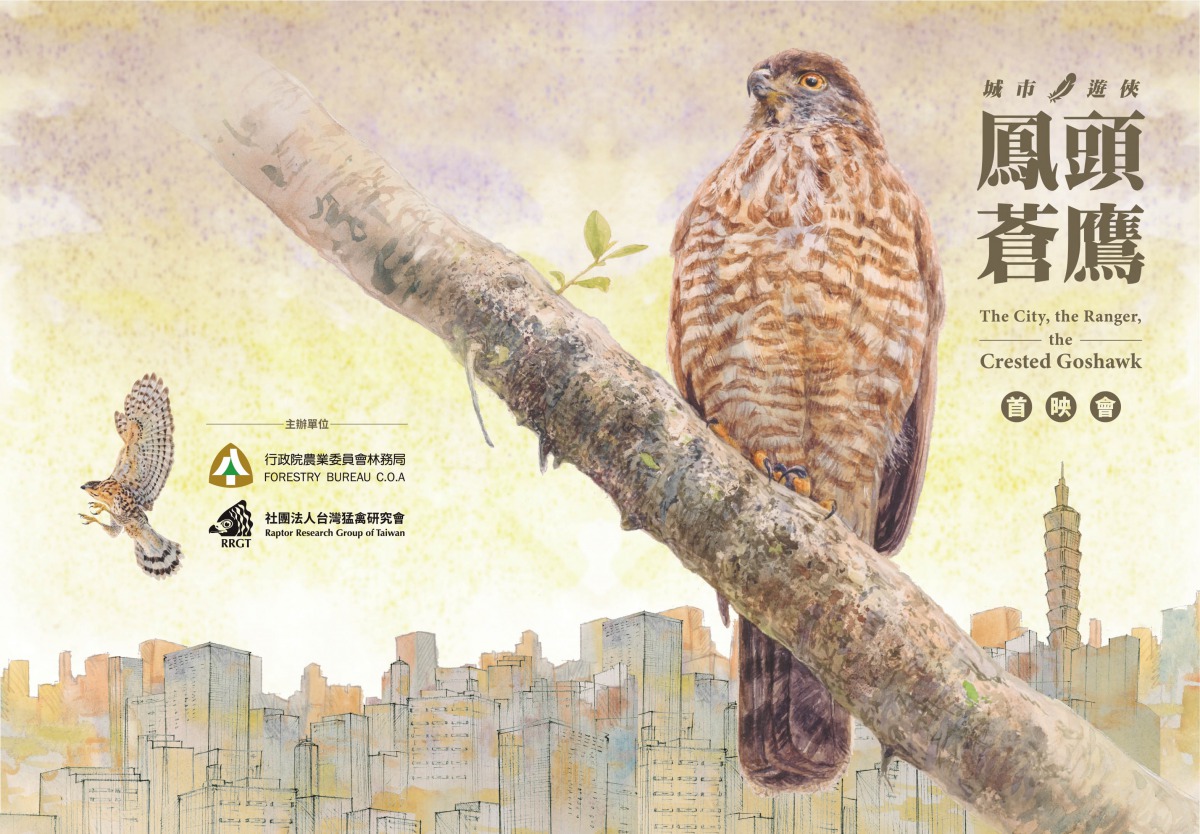 《城市遊俠－鳳頭蒼鷹》紀錄片為大眾掀開猛禽的神祕面紗，也讓民眾瞭解這群與人類生活息息相關的野生動物，面臨了何種生活挑戰。林務局/提供