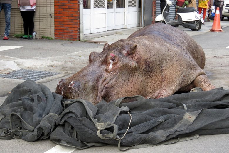 阿河死了3年多，立法院於本（5）月22日三讀通過《動保法》動物展演規範修正條文，擴大「展演」之定義、加強業者責任規範並納入政府評鑑。資料照，取自阿河別哭專頁