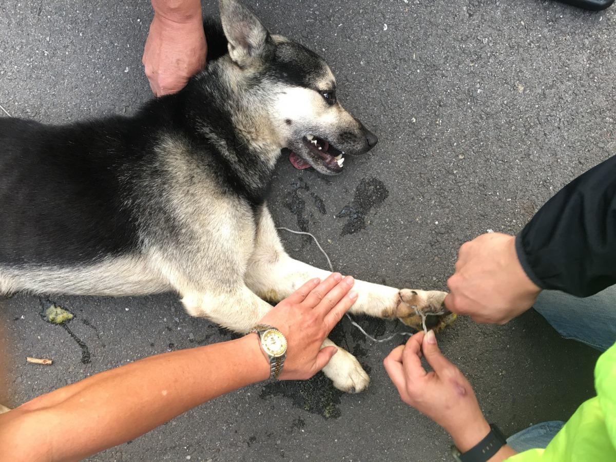新北市烏來區有隻浪犬誤觸鋼索陷阱，新北市動保處動保員與通報民眾合力救援。新北市動保處/提供