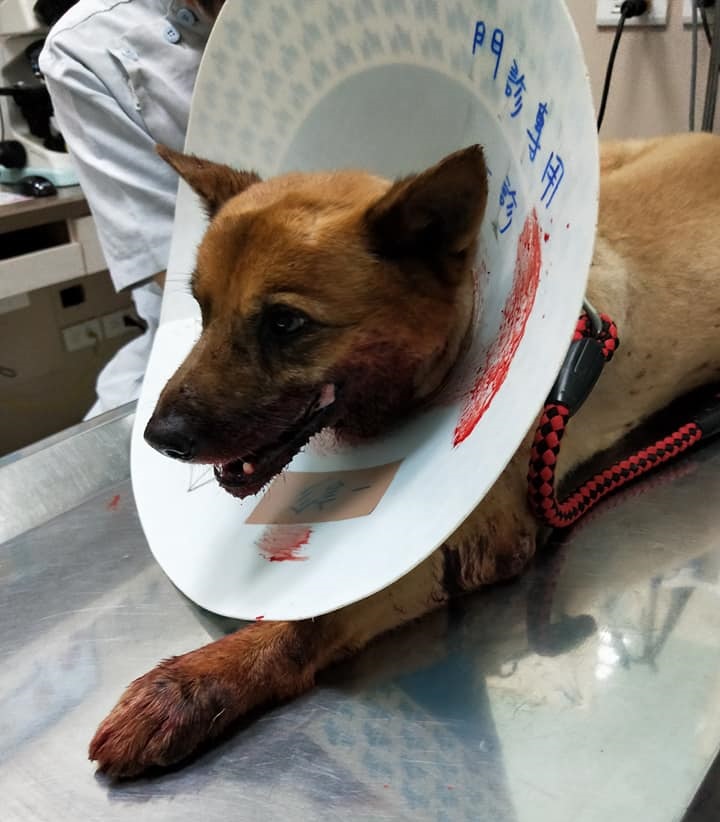 這隻黃狗名叫「大富」,嘴部受傷嚴重,急需救醫,飼主吳小姐表示不確定牠是被丟在嘉義還是高雄,雖然已請警方協助,但也希望請網友幫忙注意。呂小姐/提供