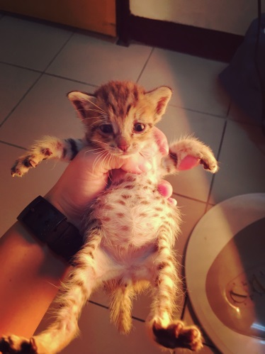 新北市動保處日前安置了一窩約3週大的幼貓，其中一隻小虎斑順利收服了動保處獸醫師的心。新北市動保處/提供