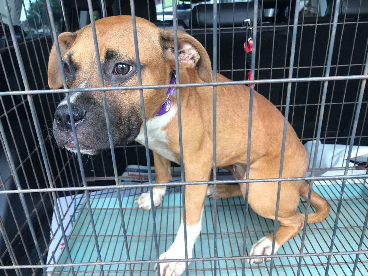 台中市南屯動物之家竟然也傳出將狗異地丟棄的消息，台中市動保處表示將依法嚴懲承辦人員。志工陳小姐/提供