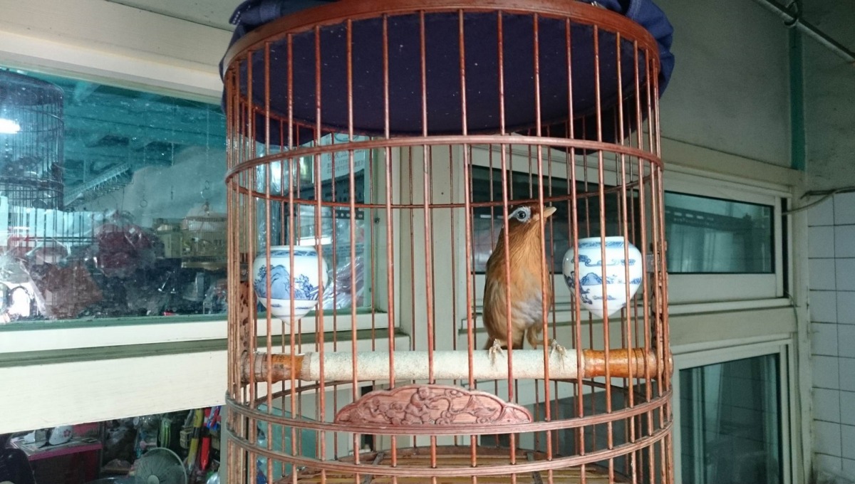 保七大隊於張嫌家中查獲2隻畫眉。保七第七大隊員/提供