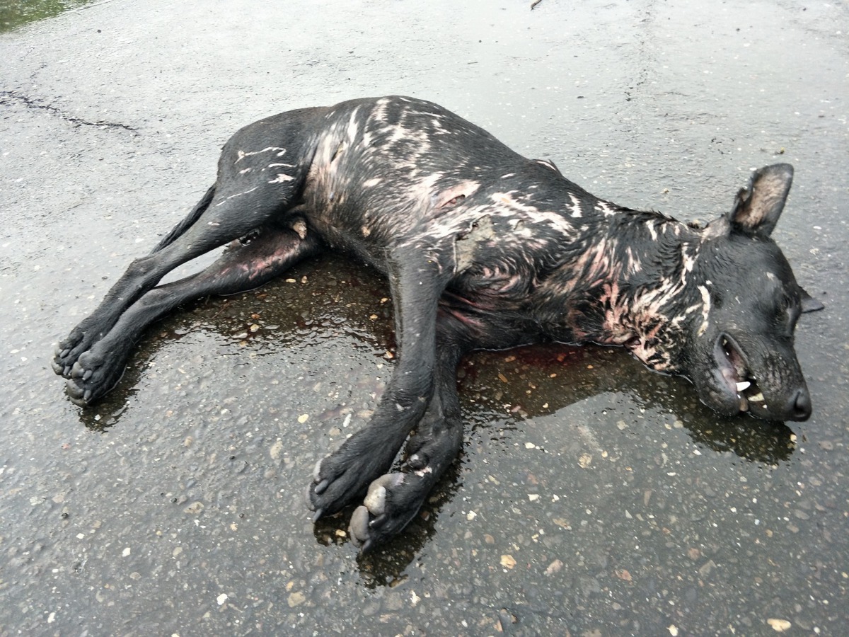 這次的受害狗是六個月大的幼犬，志工呂小姐表示這隻幼犬非常乖巧，沒想到就這樣被咬死。呂小姐/提供