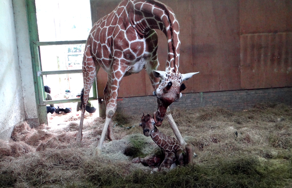 台北市立動物園喜迎長頸鹿新生兒，但因新生寶寶疑似左前趾關節變形，再度引發「近親繁殖」之疑慮。資料照，圖為日前出生的新生寶寶與媽媽「小麥」。台北市立動物園/提供