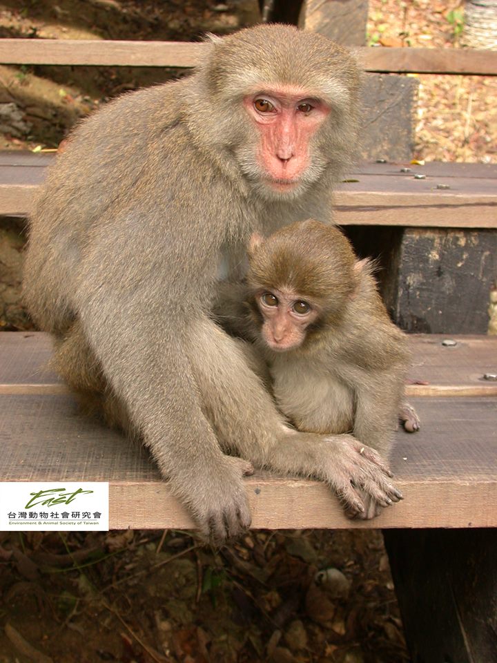 動社會呼籲林務局審慎評估將獼猴降級之依據以及降級後可能有的衝擊。取自台灣動物社會研究會/網站