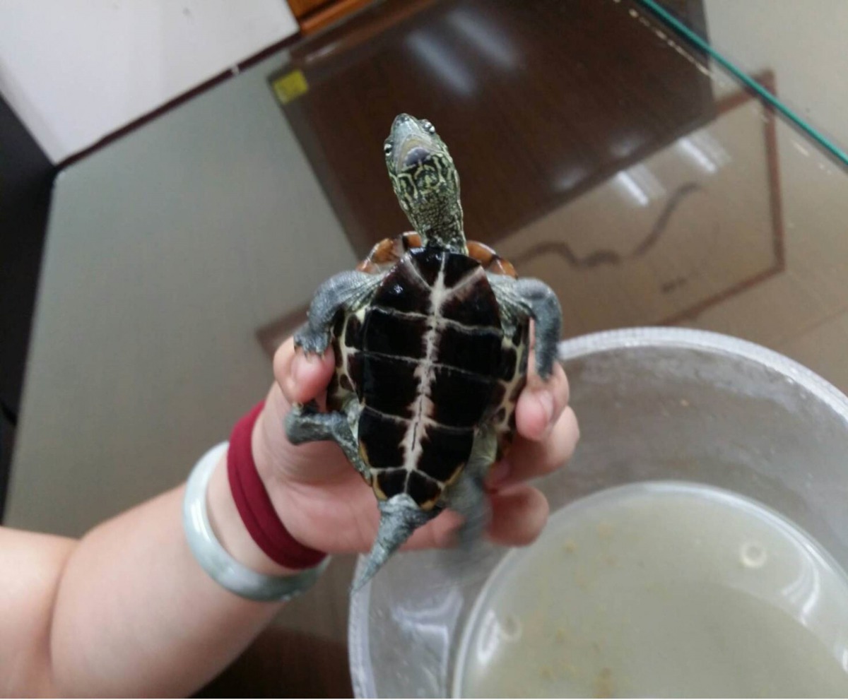 如果民眾在野外發現受傷的野生動物，可通報當地野生動物保育單位，若是在馬路等危險之處，將其移置安全的地方即可，請勿自行捕捉或飼養。保七總隊第七大隊/提供