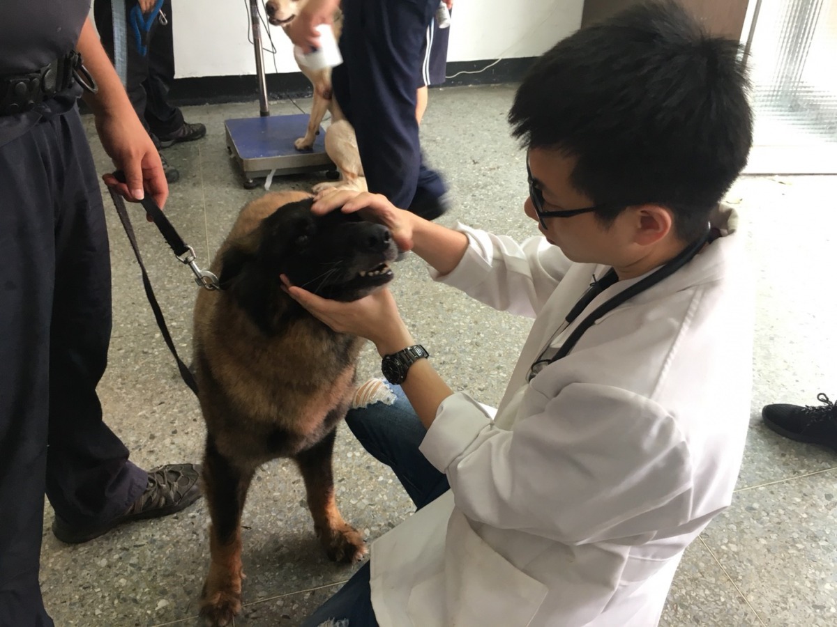 日前新北市動保處的獸醫師為新北市警犬隊的警犬們進行健康檢查。新北市動保處/提供