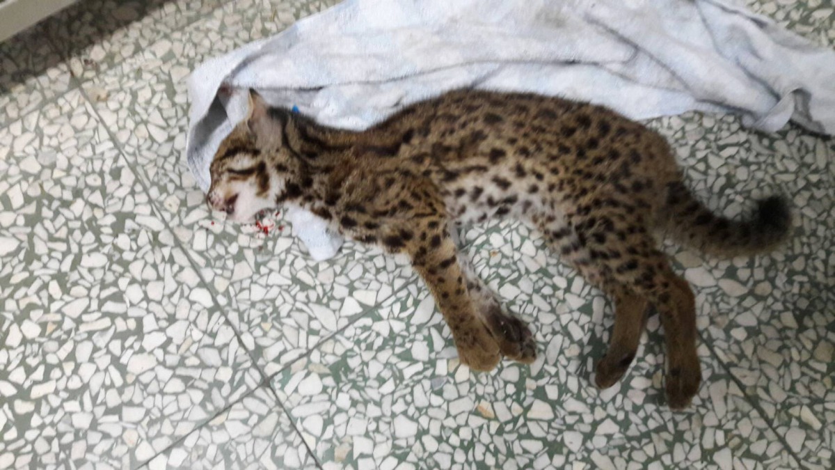 楊姓駕駛拾獲一隻受傷石虎,熱心員警在第一時間給予簡易CPR。烏眉派出所/提供