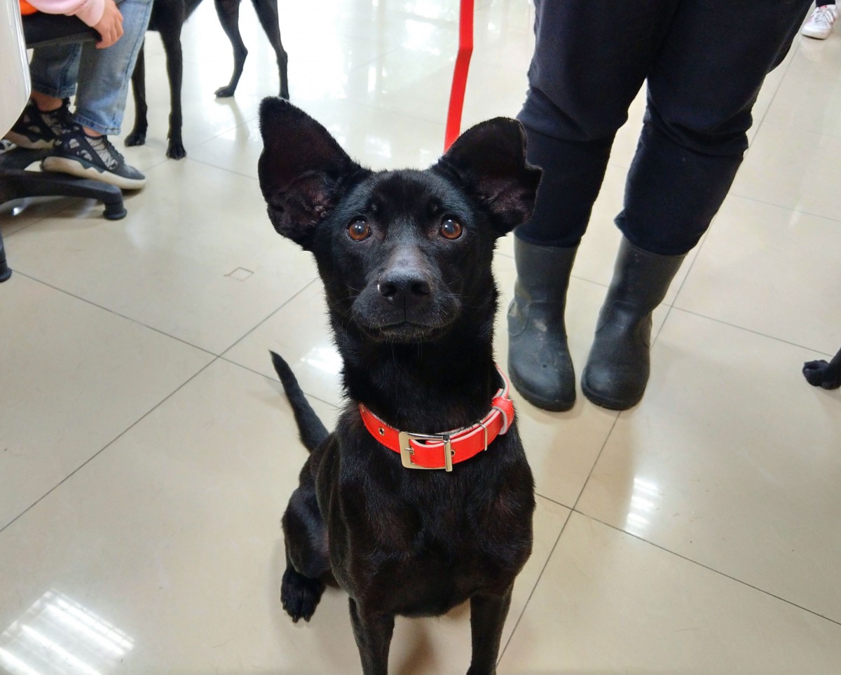 雖然妥善照顧收容的犬貓是動物之家的首要使命,但幫助民眾找到或找回他們心目中的心靈伴侶,也是十分重要的任務。資料照,陳璽安/攝