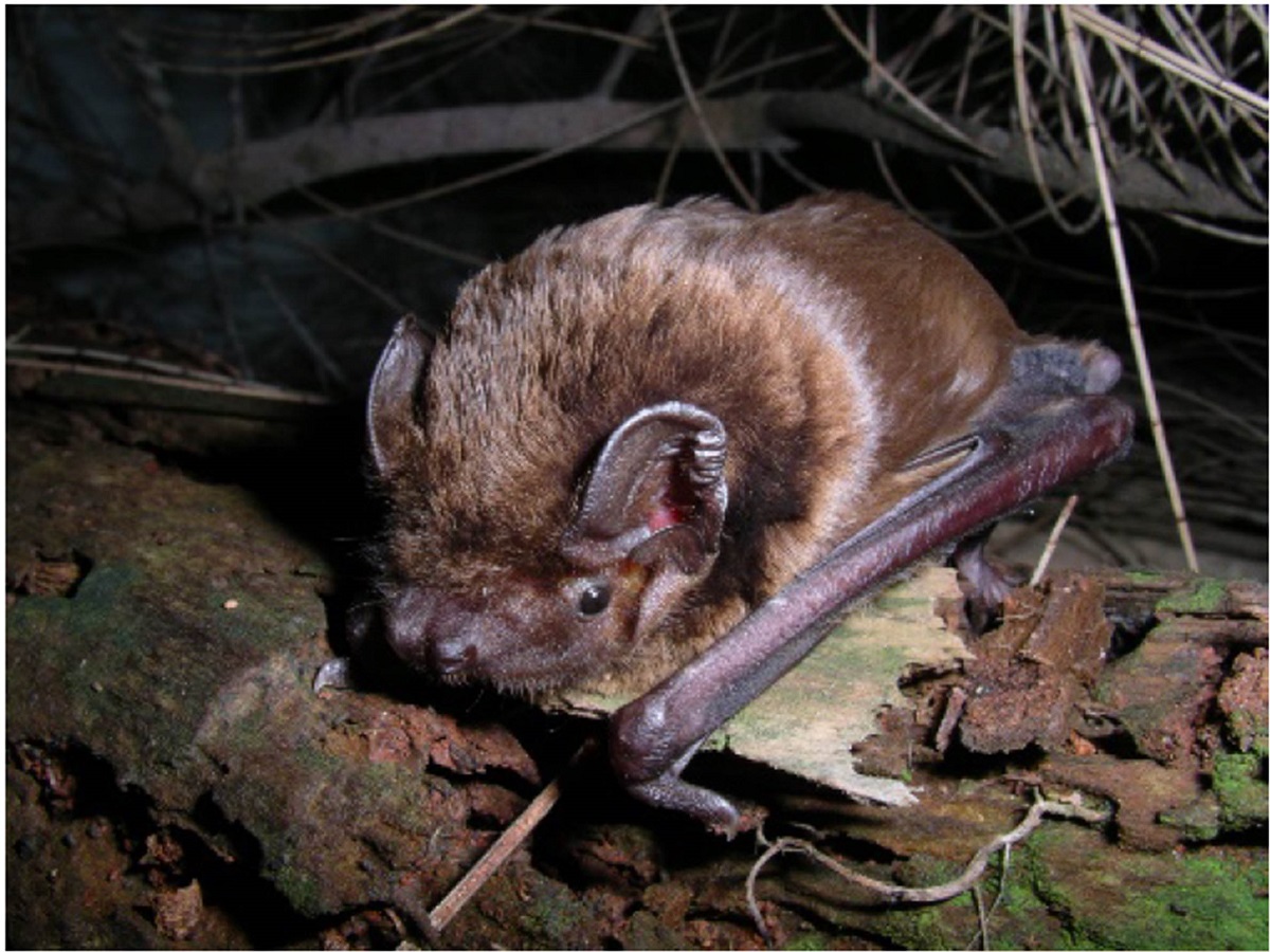 日前有新北市有民眾拾獲絨山蝠，送家畜衛生試驗所檢驗後驗出新型麗沙病毒。防檢局/提供