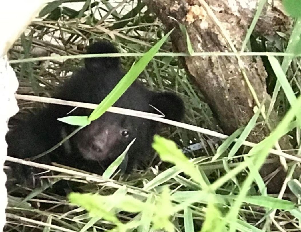 小黑熊年紀才4個月左右,無法單獨於野外存活,因此先由人工照養,待牠恢復健康、完成野化訓練後,再讓牠回到南安野放。花蓮林區管理處/提供