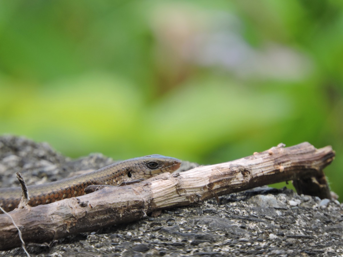 鍾同學在蘭嶼發現強勢入侵種多線南蜥,其族群擴散速度令人擔憂。鍾同學/提供