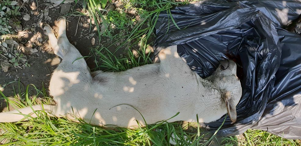 有民眾發現附近道路遭人丟撒毒餌，兇手甚至將毒餌丟入他人工廠，前後共釀3死1傷。彰化防疫所/提供