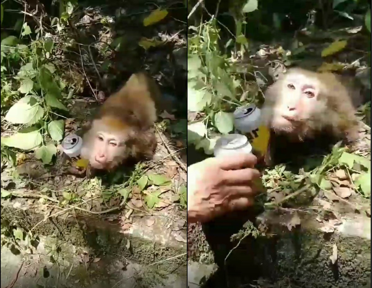 即使動物已經死亡，也不該用戲謔的方式對待。翻攝自網路影片