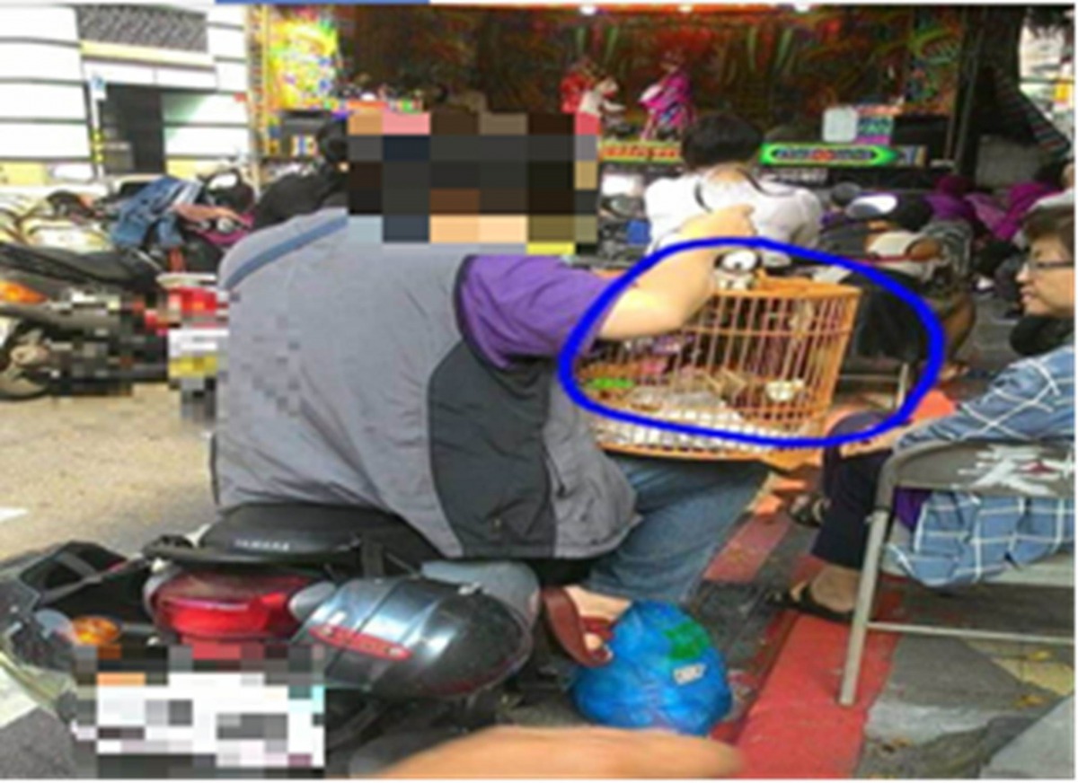 一位民眾違法飼養保育類鳥類八哥，還騎著機車帶著牠去看戲。保七總隊第七大隊/提供