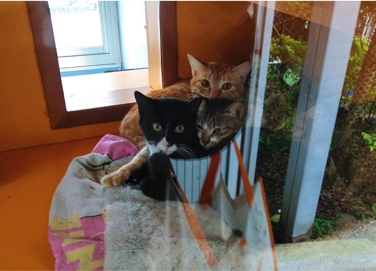 為了避免飼主輕易將寵物送交至收容所，各地公立收容所陸續加設規費門檻及相關措施。陳璽安/攝