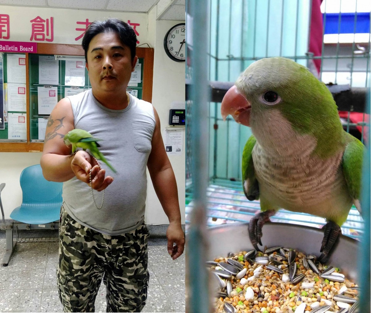 為愛鳥裝上合適的特色腳環，將有助於找回愛鳥，圖為飼主白先生與他的愛鳥綠和尚。新北市動保處/提供