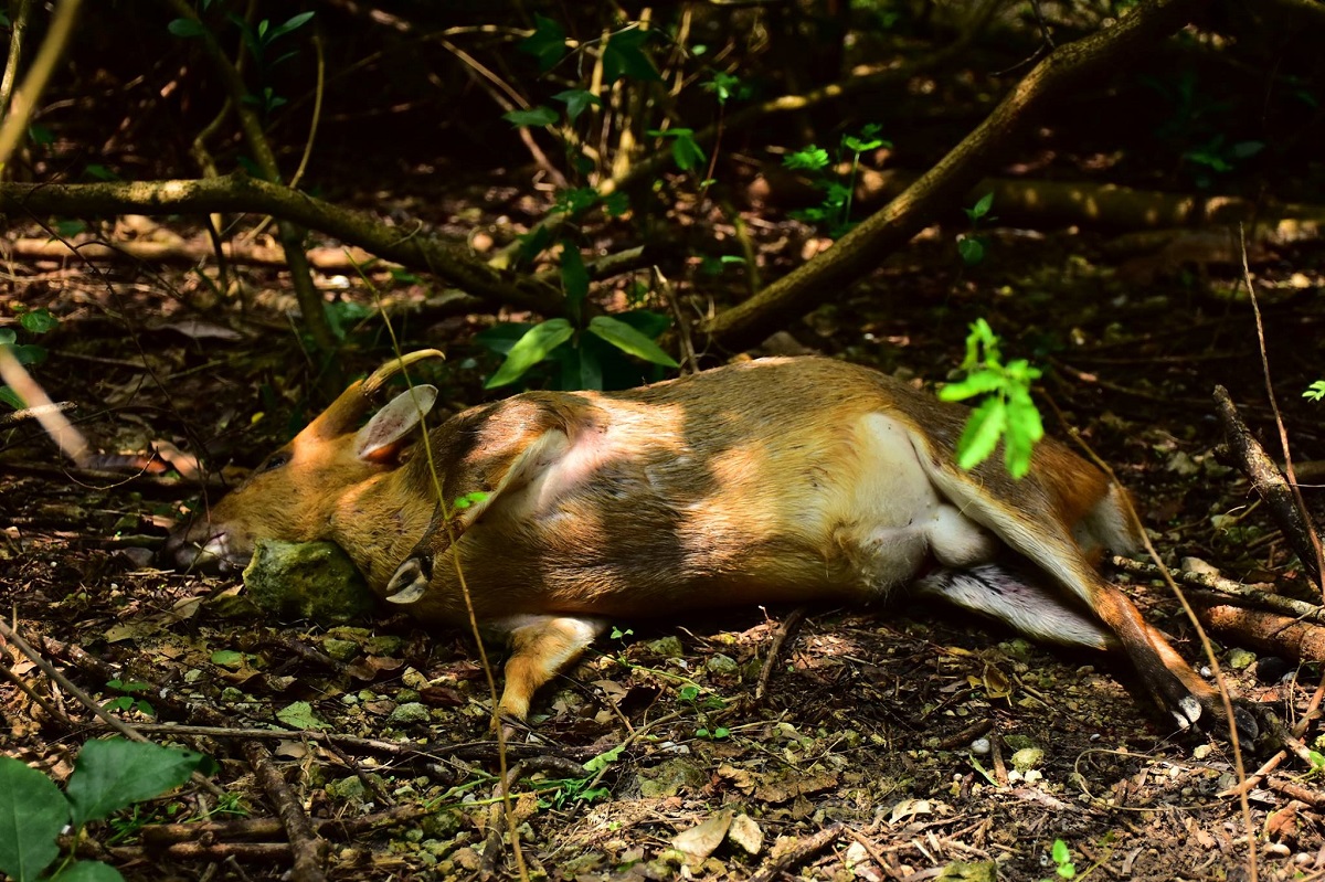 壽山國家公園再傳浪犬攻擊山羌致死的案例。林先生/提供