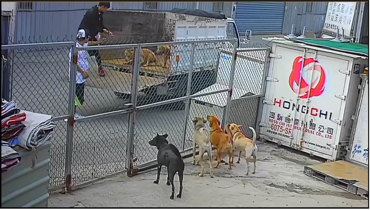 棄養人將兩隻狗從貨斗硬拖下來,將狗拴在門口的鐵網上便駕車離去,任牠們在豔陽下曝曬。截取自中華親善動物保護協會影片