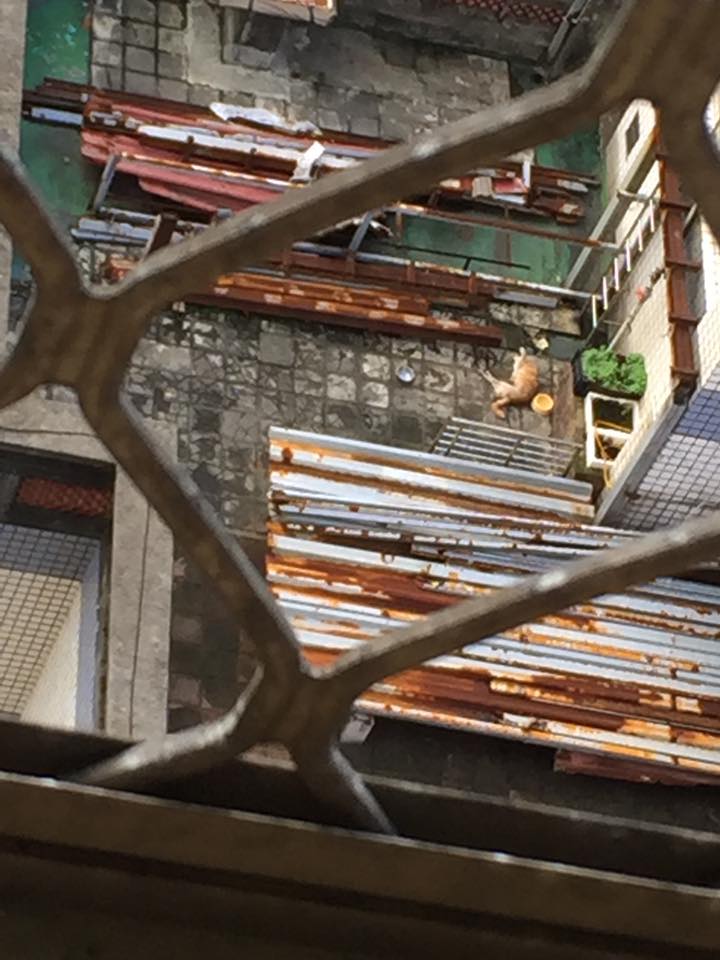 民眾發現鄰居將老狗飼養於頂樓陽台，躺在頂樓無法行走。邱先生/提供