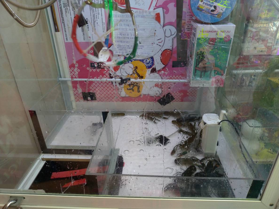 竟然又有業者在夾娃娃機放置小龍蝦!台中市動保處/提供