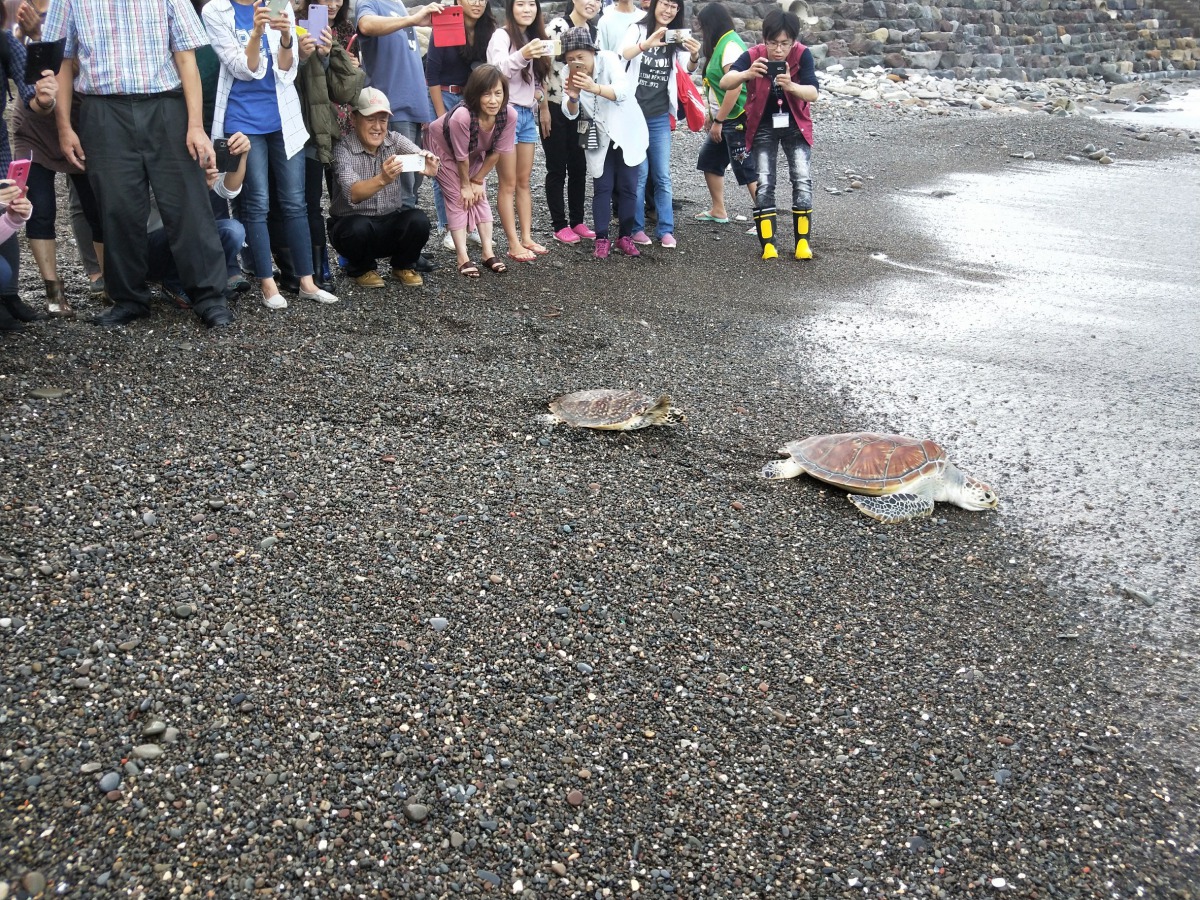 這4隻海龜分別因為不同原因來到海洋大學,如今牠們都已經恢復健康,適合野放,在眾人的擁護下,回到大海的家。基隆動保所/提供