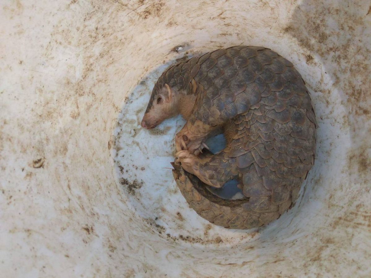 民眾拾獲一隻斷尾的小穿山甲。賴先生/提供