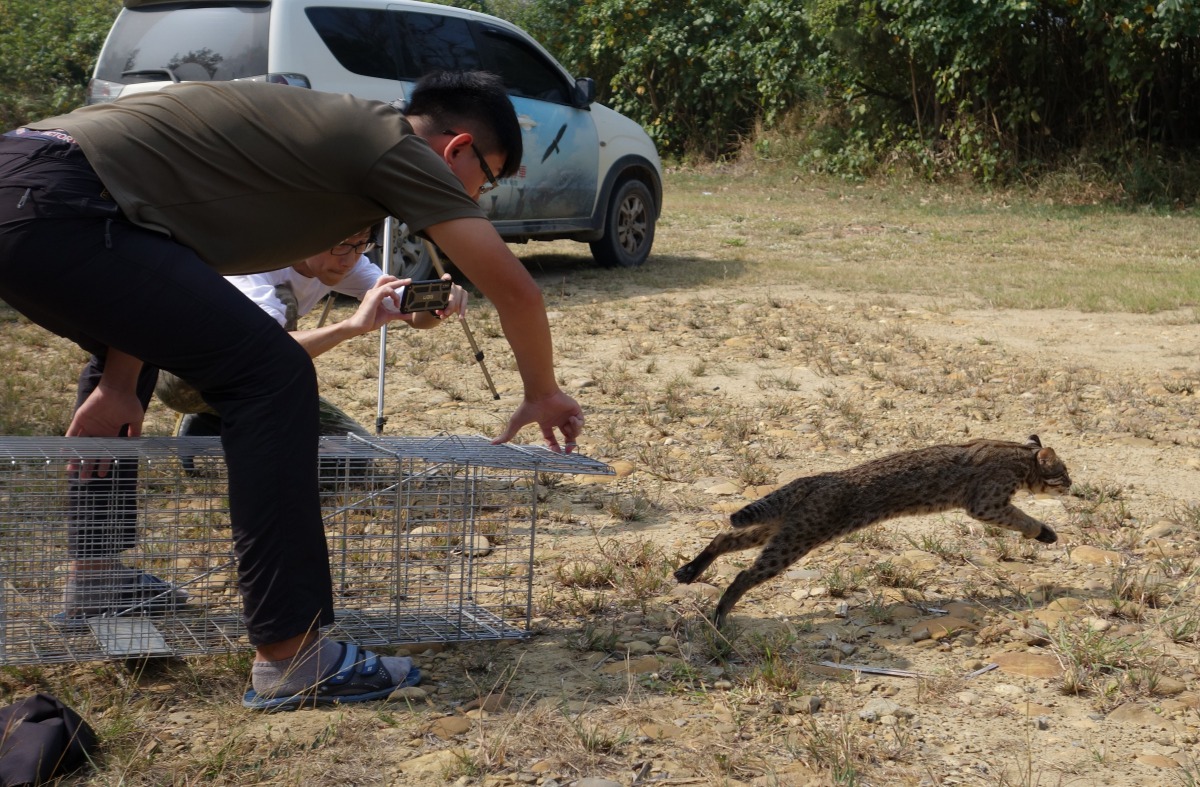 養雞戶將石虎轉交給石虎保育協會,4 隻石虎也已順利回歸山林。苗栗縣農業處/提供