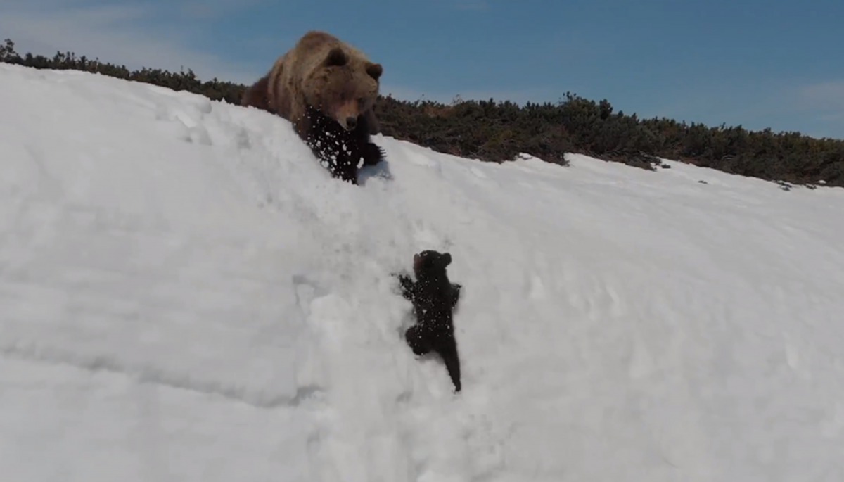 母熊一度揮開小熊,導致快要到達山頂的小熊險些墜入山底,這個揮開的動作可能是受無人機干擾而產生的行為。截取自影片