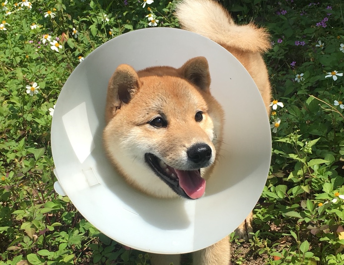 除了為寵物施打晶片、進行寵物登記以及定期施打疫苗,為犬貓絕育也是《動保法》明文規定的飼主責任之一。台北市動保處/提供