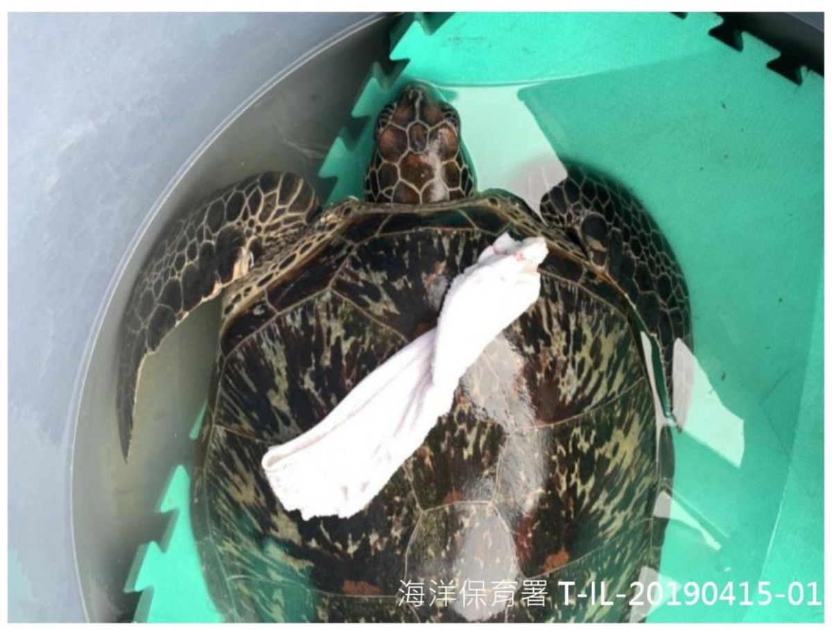 本年度第二季鯨豚及海龜擱淺報告中指出海洋廢棄物對海龜的影響。圖為今年4月漁民誤捕的海龜，已於6月野放。翻攝自第二季海龜擱淺報告