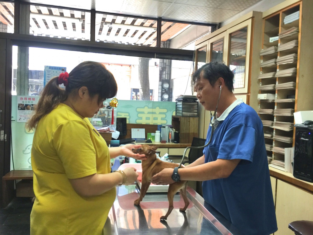 高雄市動保處提醒飼主，帶寵物求醫務必選擇具有獸醫師/佐執照及營業執照的動物醫院。高雄市動保處/提供