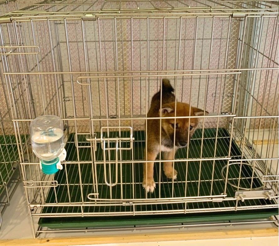 該業者雖聲稱「送養」,卻收取高額認養費,加上無法交代犬隻來源,新北市動保處依法開罰4萬元。圖為店內其他犬隻,新北市動保處/提供