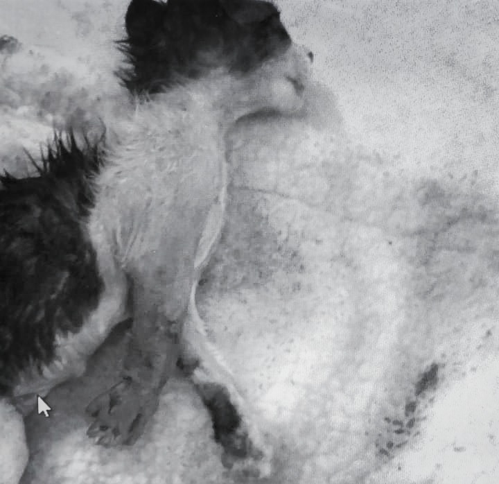 彭男認養多隻貓咪,竟全數虐死。志工黃先生/提供