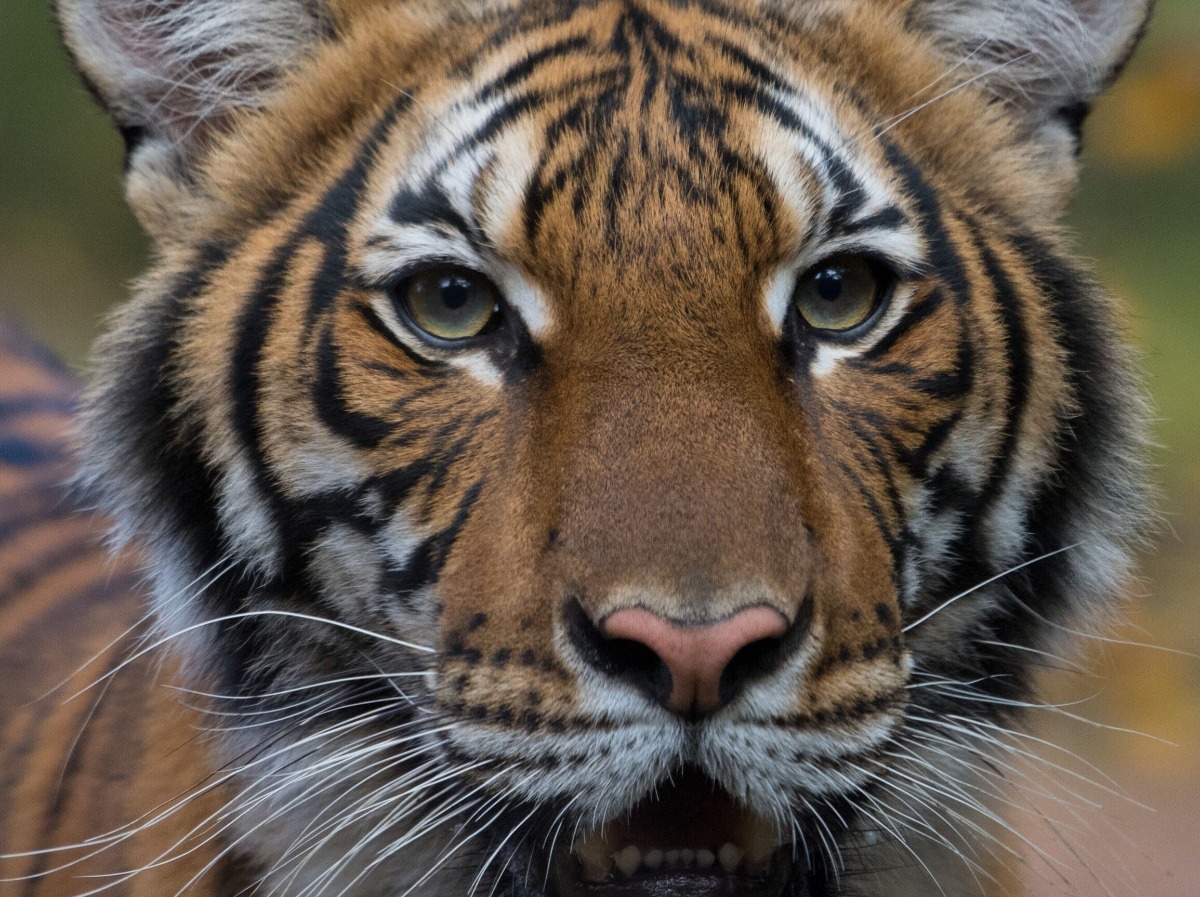 美國紐約布朗克斯動物園一隻馬來虎在不久前出現咳嗽症狀,經採樣發現其已感染武漢肺炎。Credit: © WCS