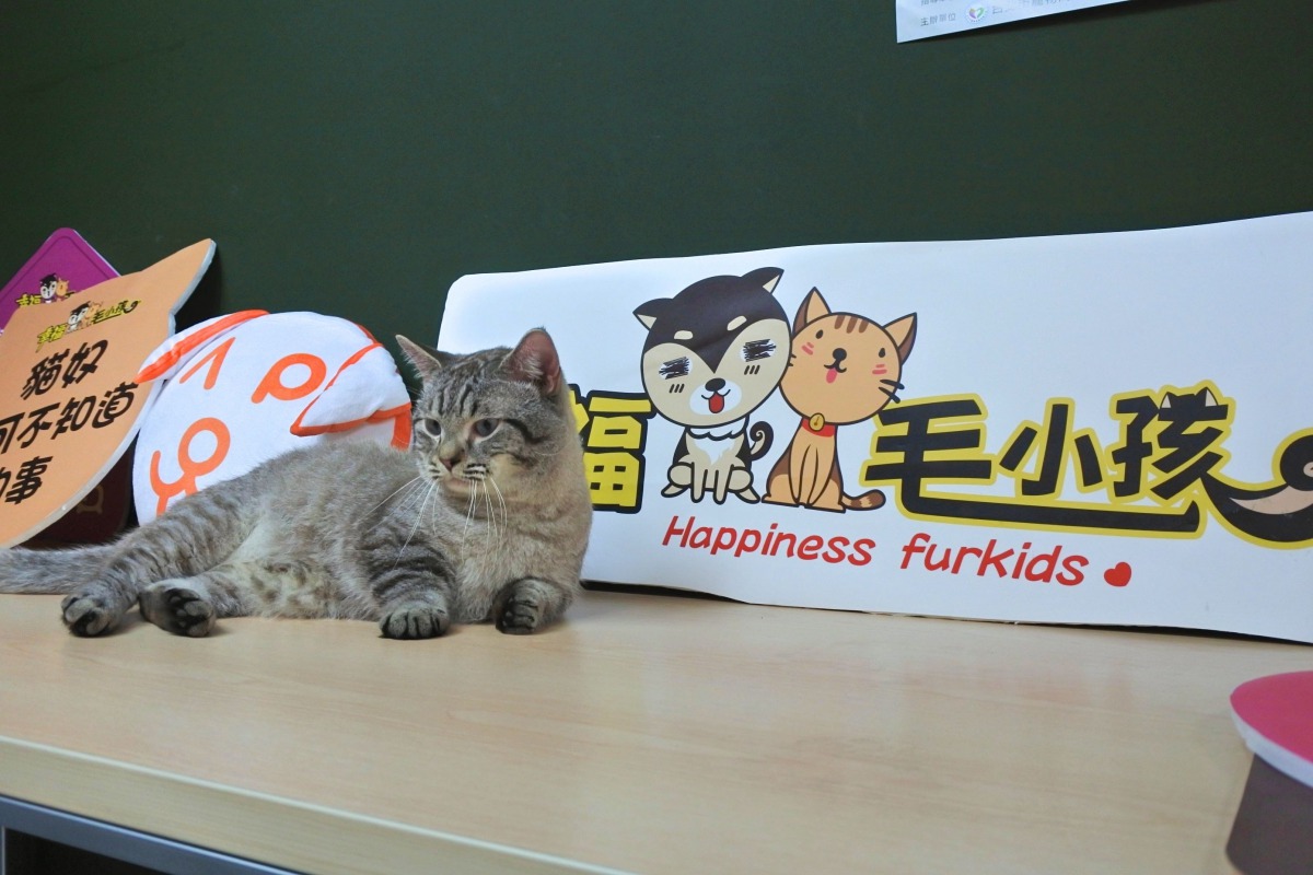 台北市動保處推出「幸福毛小孩-新手毛爸媽行為育兒先修課程」,新增為貓奴們量身打造的專屬課程。台北市動保處/提供