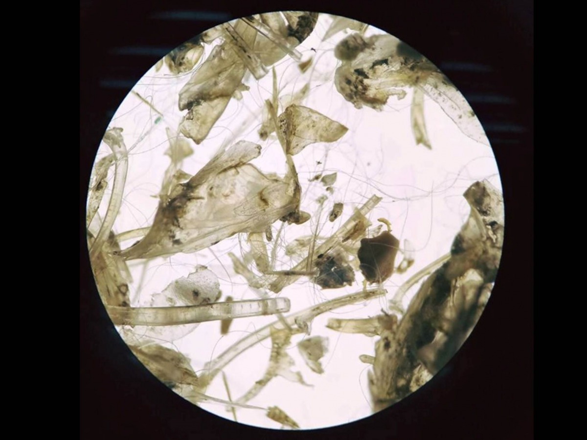 水獺的排遺裡竟然有人造微纖維，也就是我們一般所說的合成纖維。東海大學生命科學系野生動物實驗室戴逸萱/提供