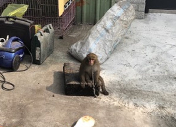 台北市中山區竟有民眾非法飼養台灣獼猴，台北市動保處已將獼猴帶回並進一步調查飼養或獵捕之情事。台北市動保處/提供