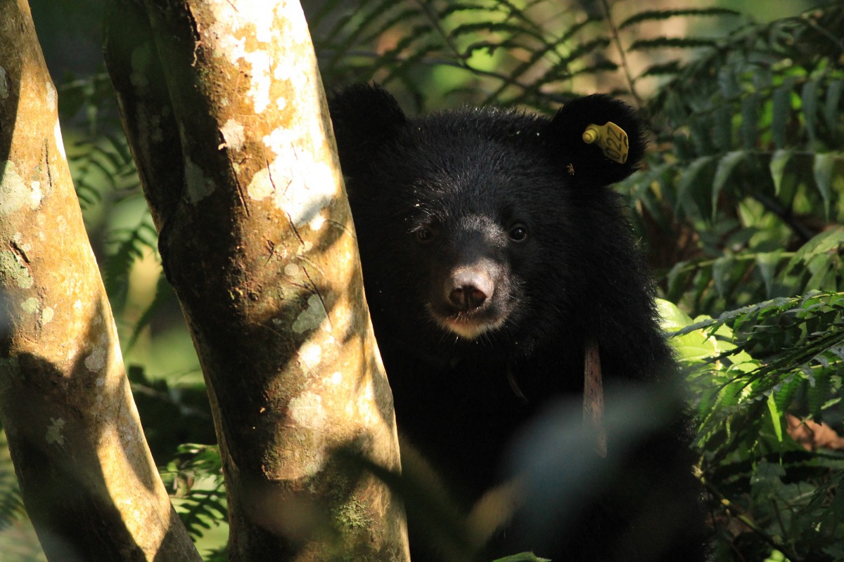 廣原小熊「Mulas」搬入位於台東海瑞鄉的龍泉野訓場,為回到山林展開訓練。台東林管處/提供