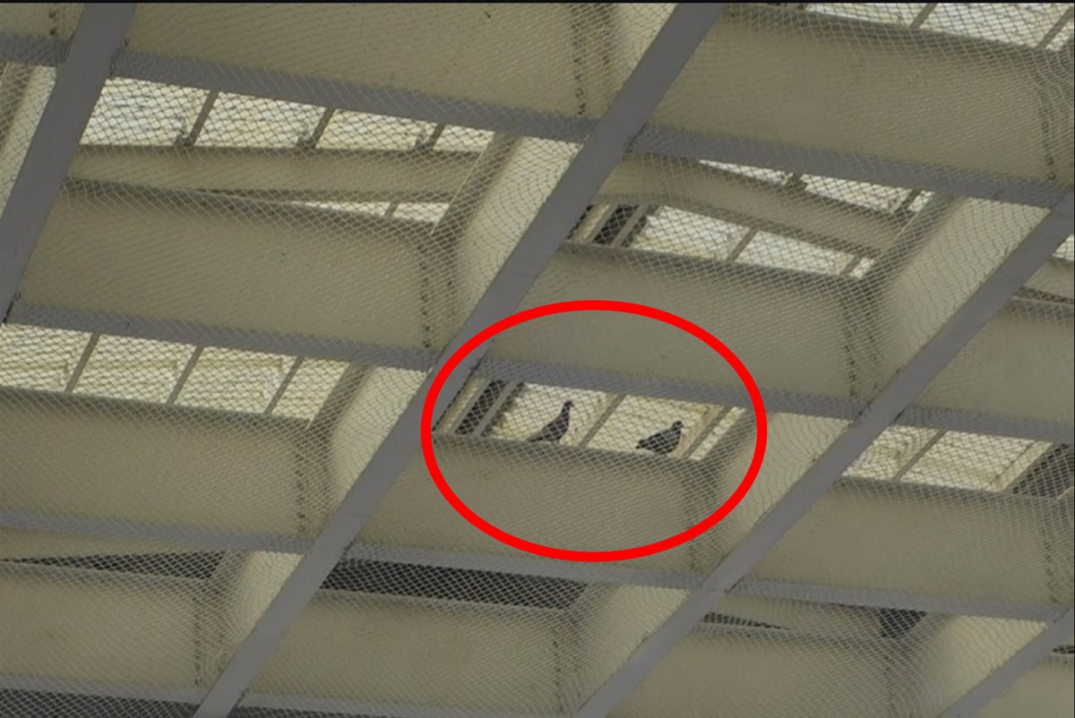 學校搭建防鴿網後，還有鴿子在其中走動，民眾誤以為鴿子受困其中。陳情民眾/提供