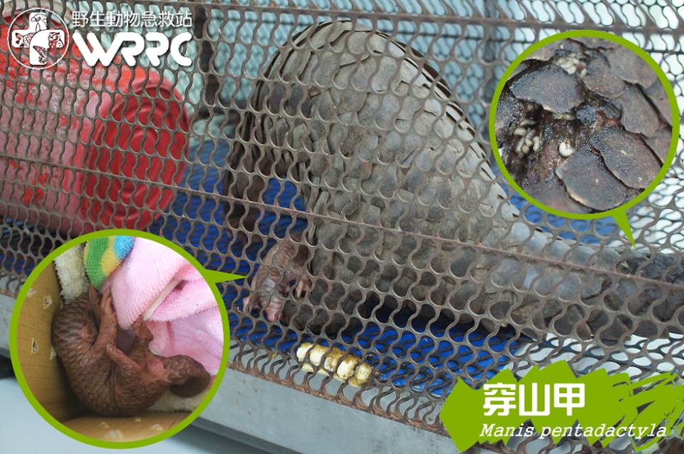 穿山甲媽媽帶著重傷生下穿山甲寶寶,不幸的是,寶寶沒能活下來,而穿山甲媽媽也因為重傷,經獸醫評估後被安樂死。取自野生動物急救站臉書專頁