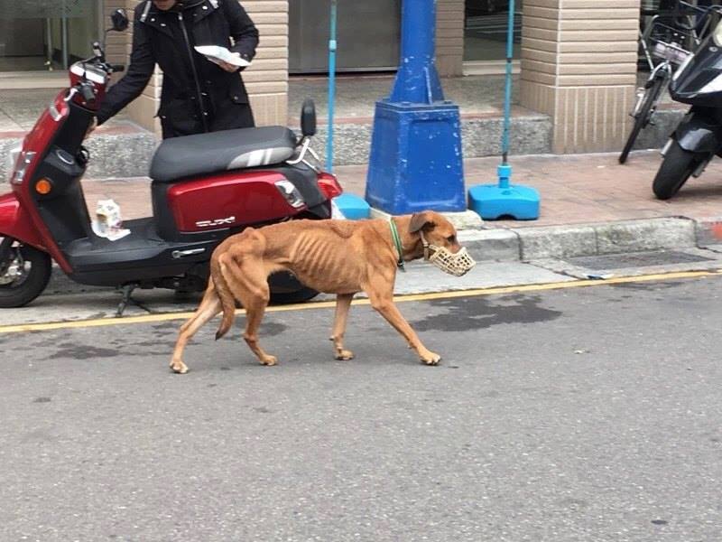 暴瘦的大黃狗，戴著嘴套，可能因為久未進食，瘦到肋骨清晰可見。關懷流浪犬貓鮮食協會/提供