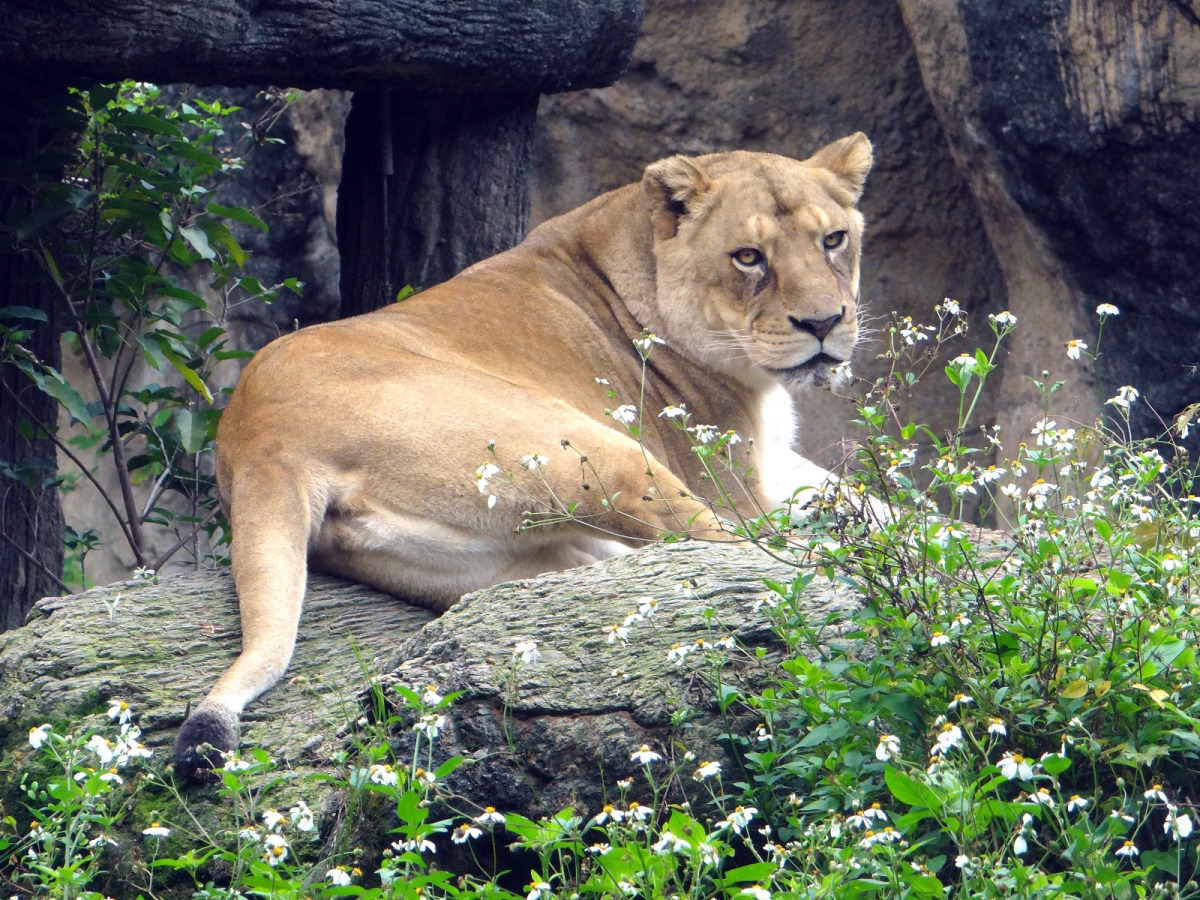 野生動物們也各有冬日進補之道。圖為非洲獅，台北市立動物園/提供
