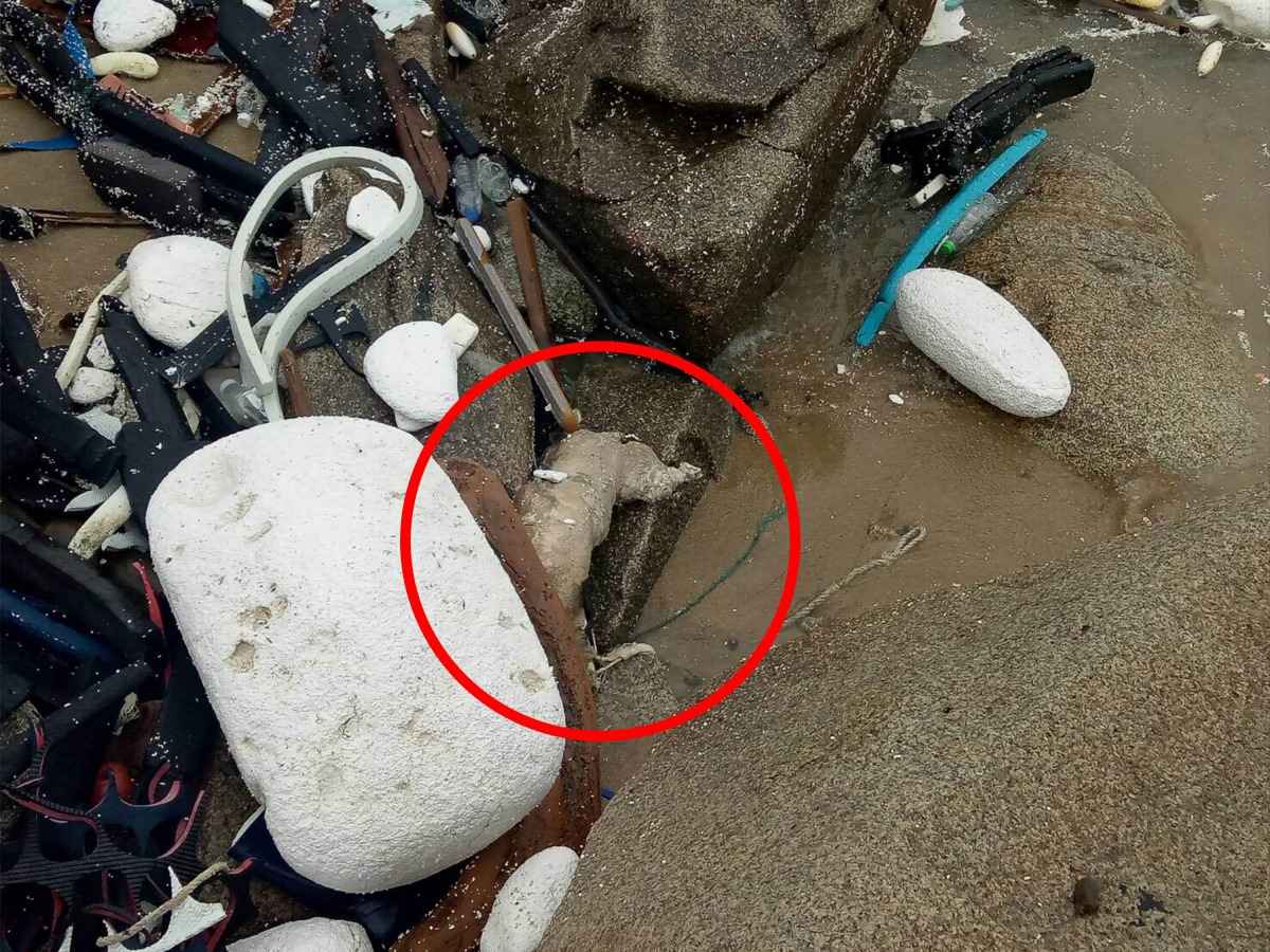 海巡署金馬澎分署第九岸巡隊於金門小坵北面岸際發現一隻死亡豬屍。海巡署金馬澎分署/提供